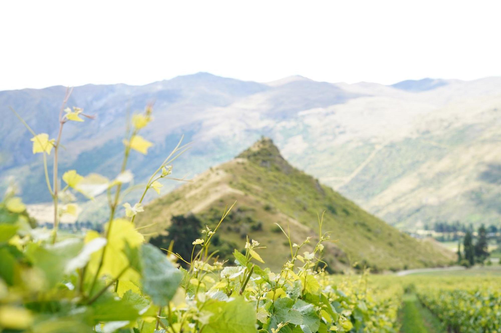 Mt Rosa Lodge Boutique Vineyard Accommodation Wanaka Buitenkant foto
