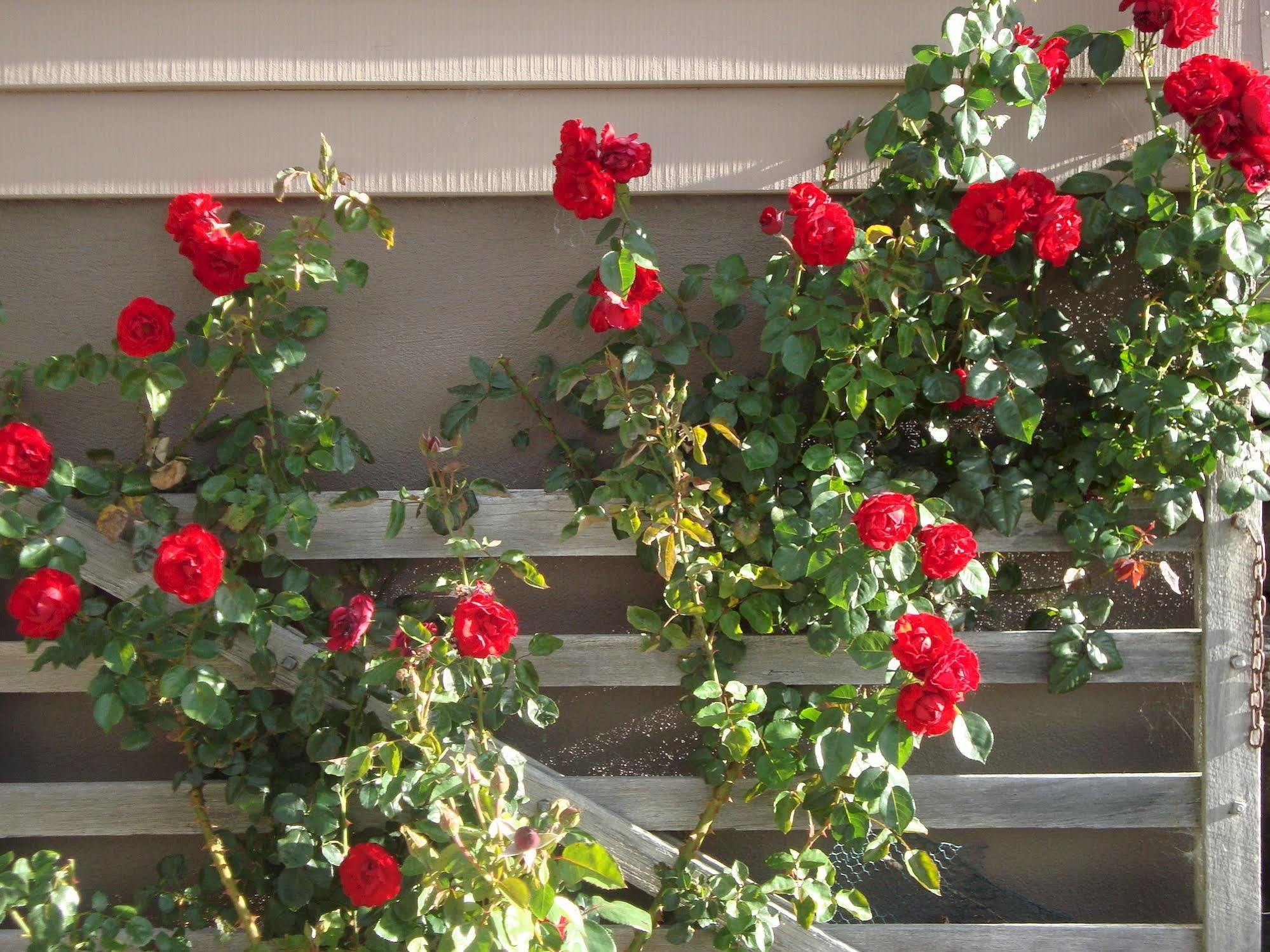 Mt Rosa Lodge Boutique Vineyard Accommodation Wanaka Buitenkant foto